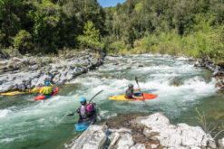 Group of kayakers navigating fast, rocky river with forested banks and rapids.