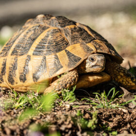 Close-up of a tortoise on dry soil with grass, facing the camera in sunlight.