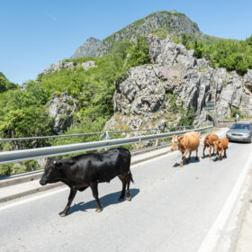 Cows, including a black one, walking on a mountain road with metal guardrails and rocky hills in the background