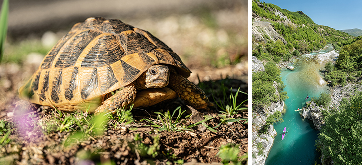 Two-panel nature scene: left shows a sunlit tortoise on soil with green plants; right shows a turquoise river winding through a rocky canyon with a kayaker in the water