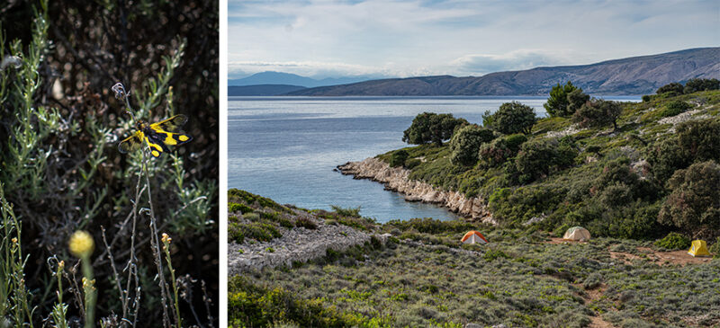 Two-panel image: left shows a yellow-and-black butterfly perched on a spiky plant; right shows a rocky coast with tents along a blue bay and surrounding hills.