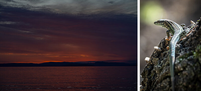 Two-panel image: left shows a dark, orange-hued sunset over a calm body of water; right shows a small striped lizard on a textured log.