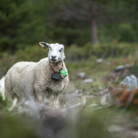 White sheep standing in a grassy field with red collar and green ear tag, facing the camera.